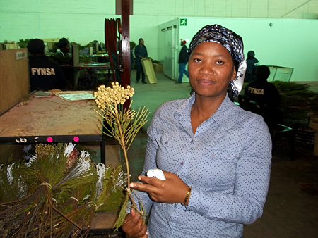 Our research assistant, Nobesuthu, holding a fynbos which has been dyed for the Christmas season.